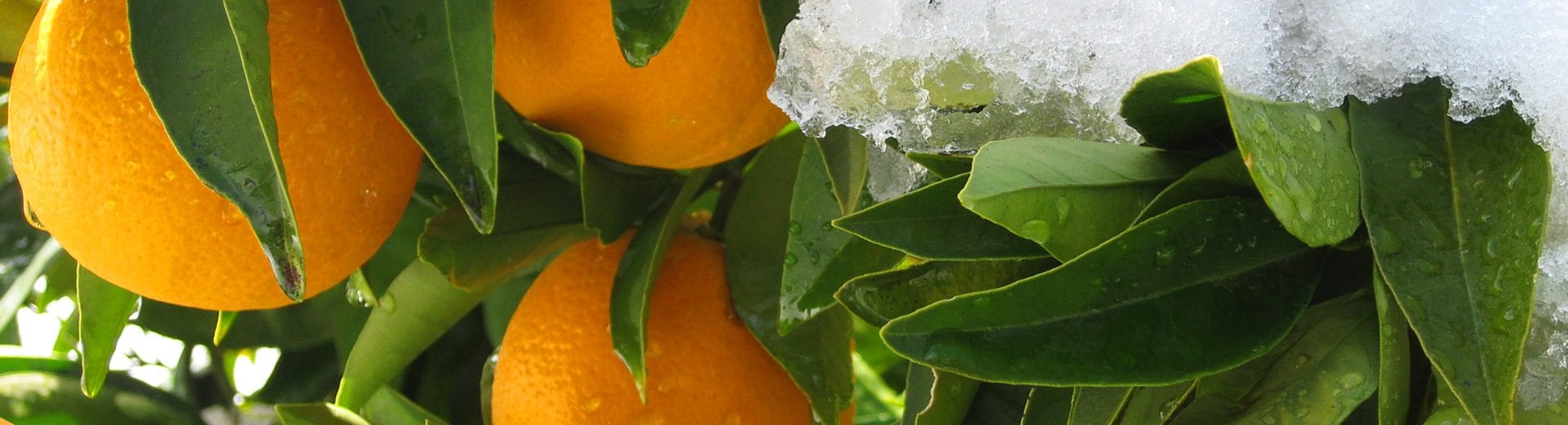 Give a Delicious Gift and Enjoy our Winter Citrus all Year Long