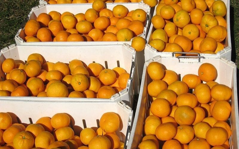 mandarins-product-large-web